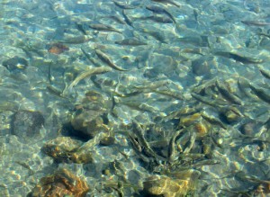 Kangal Balıklı Kaplıcaları