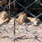 Antalya Hayvanat Bahçesi - Türkiye'de Gezilecek Yerler